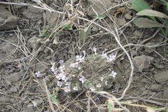 Lepidagathis cristata